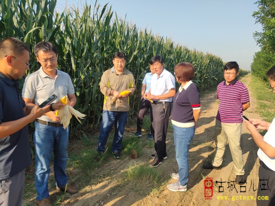 台儿庄|马兰屯镇土楼村积极探索“三方共赢”土地托管新模式
