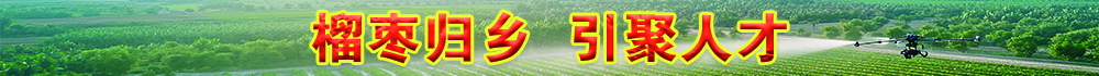 榴枣归乡  引聚人才