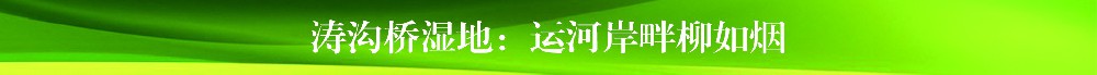 四季流转 多彩枣庄 | 台儿庄涛沟桥湿地：运河岸畔柳如烟